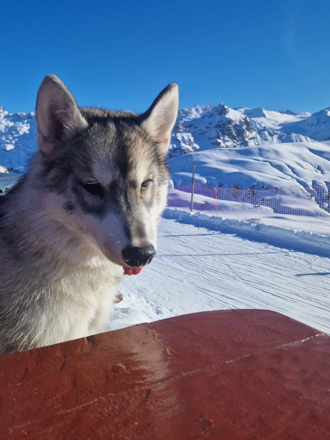 Junge Siberian-Husky-Hündin an einem Tisch auf einer verschneiten Piste vor Bergkulisse