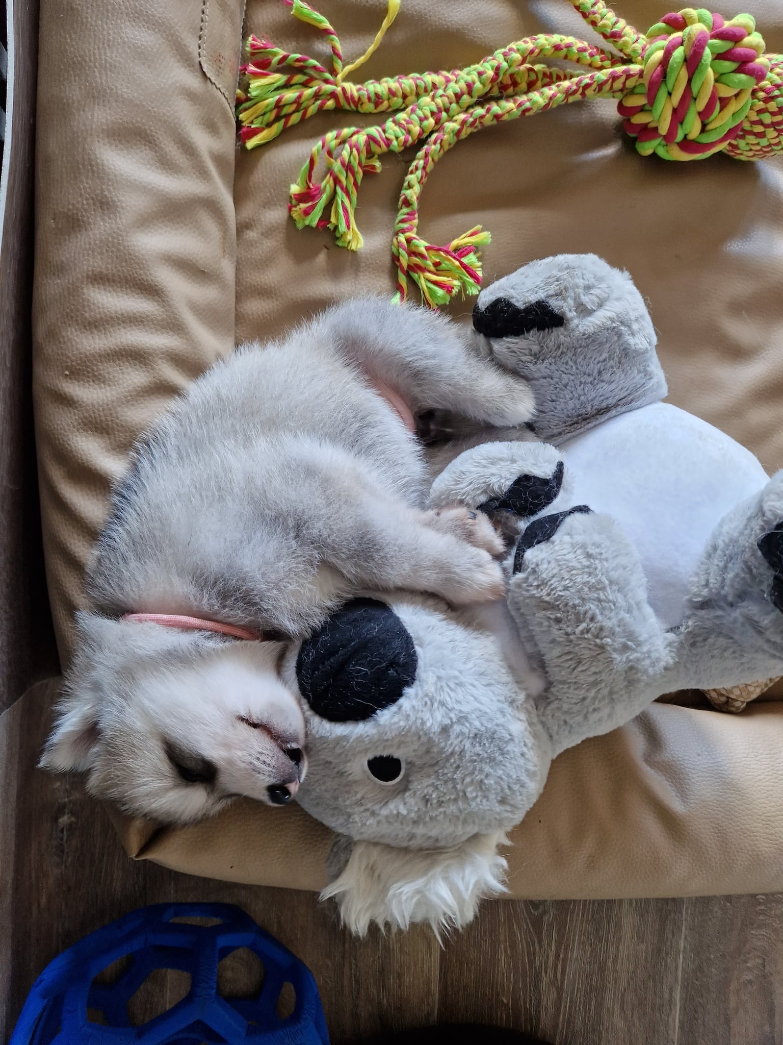 Siberian-Husky-Welpe schläft im Hundebett, an einen Koala aus Stoff gekuschelt