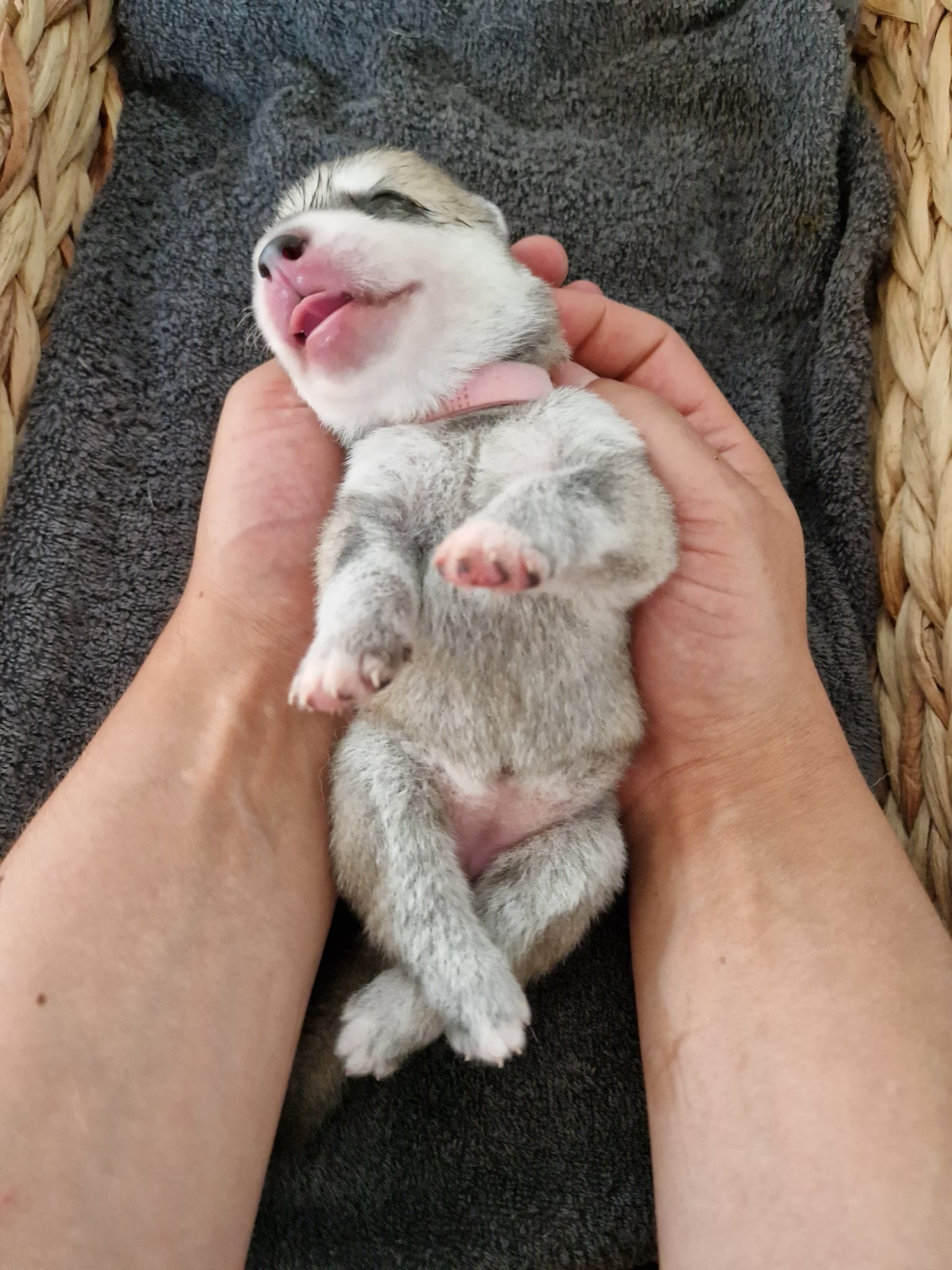 Wenige Tage alter Siberian-Husky-Welpe liegt gähnend in zwei Handflächen