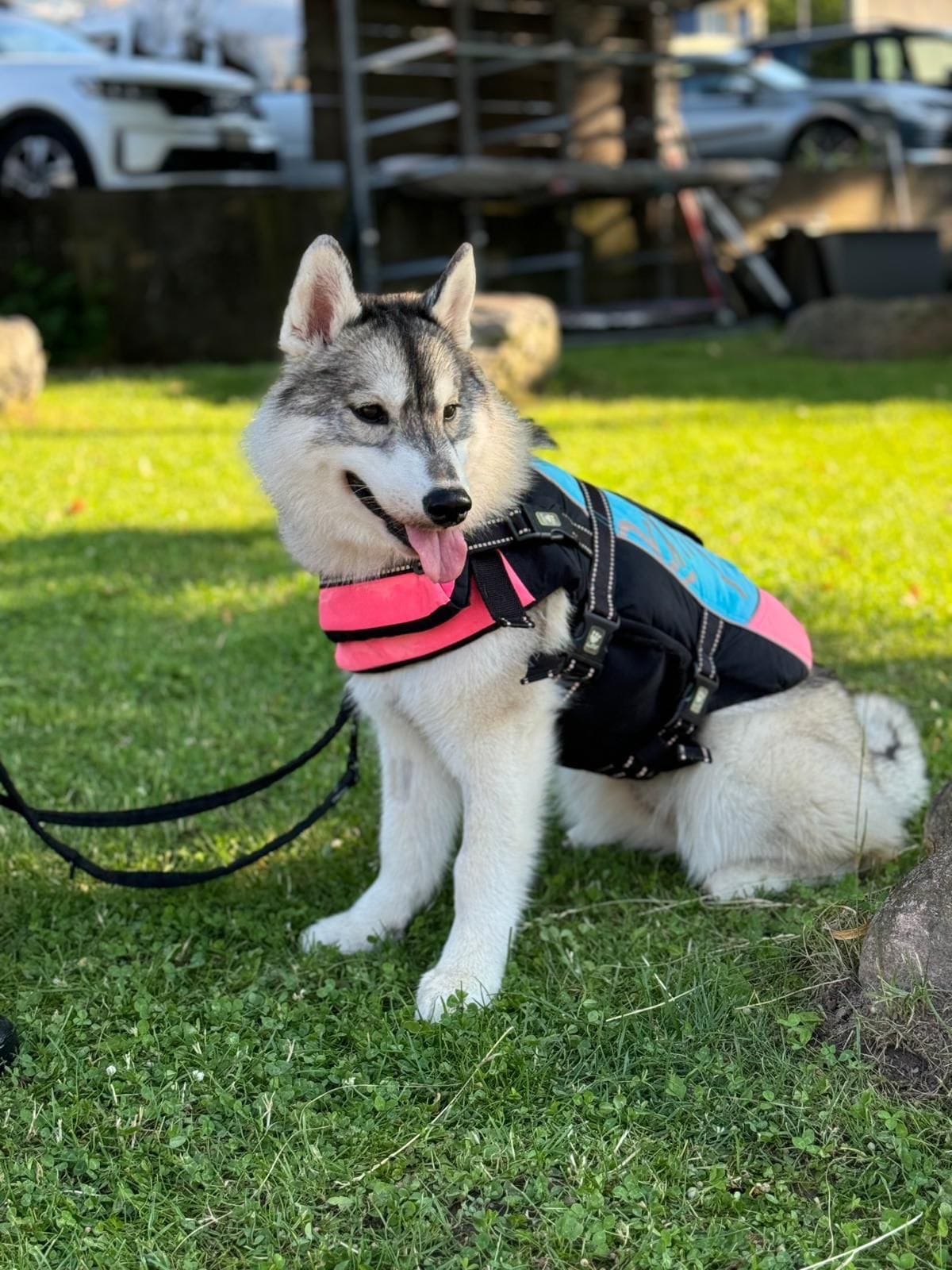 Zarina: Junge Siberian-Husky-Hündin in einer rosa-schwarzen Weste sitzt auf einer Wiese