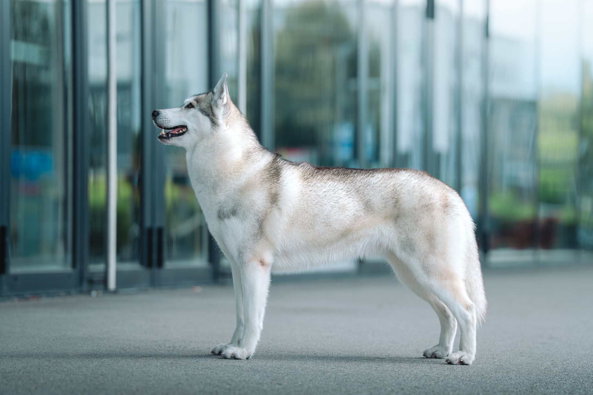 Grau-weisser Siberian Husky steht im Ausstellungsstand auf einem Weg