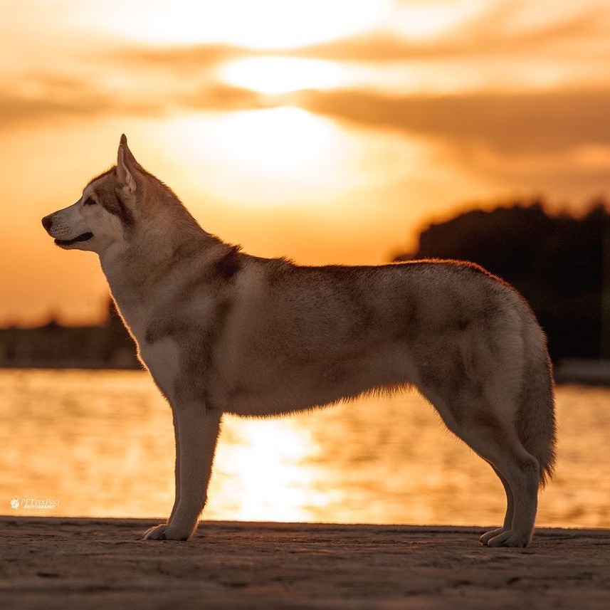 Heller Siberian Husky im Ausstellungsstand im Gegenlicht der Abendsonne