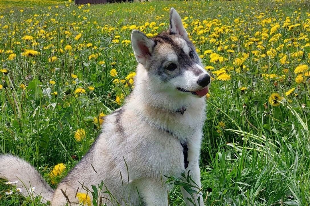 Junger Siberian Husky sitzt in einer Löwenzahnwiese vor einem Bauernhaus