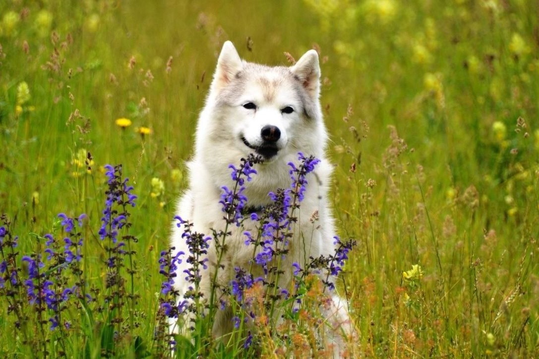 Siberian Husky female sitting in a flowering summer meadow