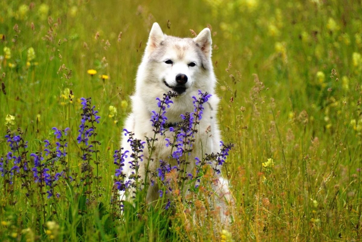 Siberian-Husky-Hündin sitzt in einer blühenden Sommerwiese