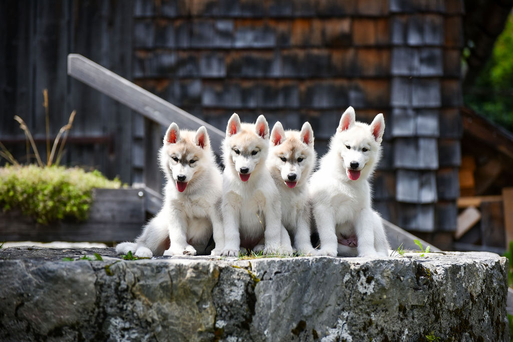 U-Wurf-Welpen: Vier weisse Siberian-Husky-Welpen sitzen nebeneinander auf einer Steinmauer vor einer dunklen Holzwand